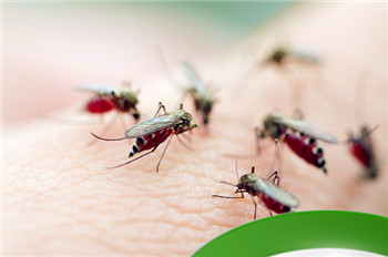 蚊子是怎么来的