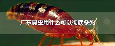 广东臭虫用什么可以彻底杀死