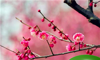 春天有哪些花开？，春天有哪些花开？夏天有哪些花开，秋天呢，冬天？图2