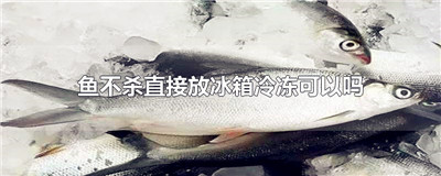 鱼不杀直接放冰箱冷冻可以吗