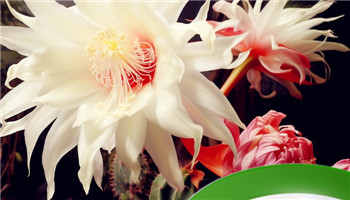 昙花的花语是什么 昙花怎么修剪