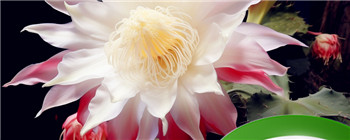 昙花的花语是什么 昙花怎么修剪