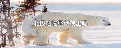北极动物昼伏夜出吗