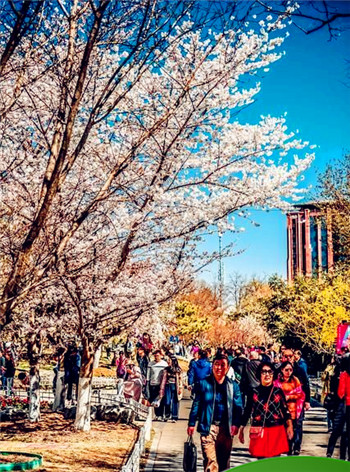 什么时候赏樱花最好，孤柏渡樱花最佳时间？图5