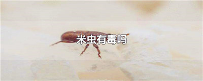 米虫有毒吗