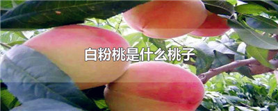 白粉桃是什么桃子