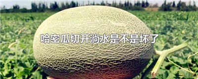 哈密瓜切开淌水是不是坏了