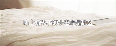 床上有极小的小虫爬是什么