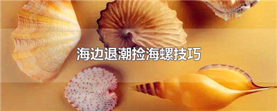 海边退潮捡海螺技巧