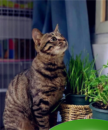 家里来狸花猫是凶是吉，为什么狸花猫比花色的猫凶？图2