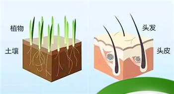 头发的主要成分是什么