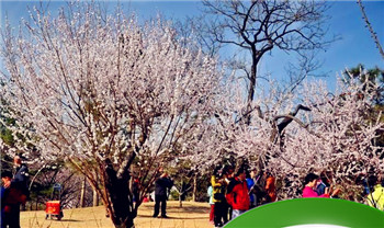 什么时候赏樱花最好，孤柏渡樱花最佳时间？图6