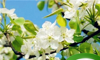 春天有哪些花开？，春天有哪些花开？夏天有哪些花开，秋天呢，冬天？图3