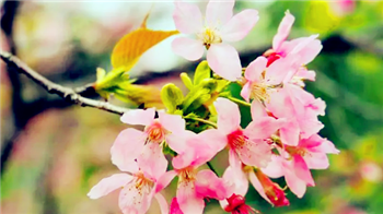 2024年4月中旬东京还能看到樱花吗2