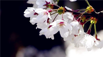 2024年3月份去武大能不能看到樱花3