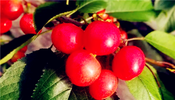 2024年大连五月初有樱桃采摘吗1