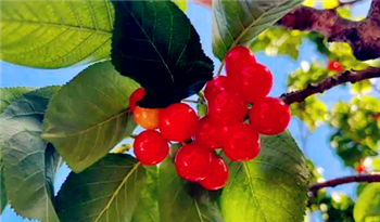 2024年大连五月初有樱桃采摘吗2