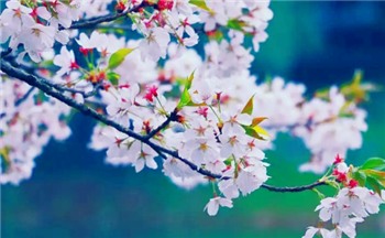 2024年3月份去武大能不能看到樱花1