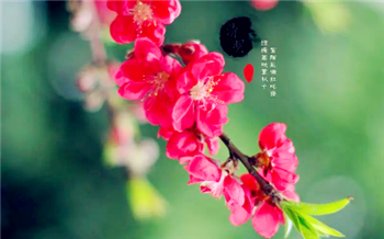 2024清明节补哪天的课2