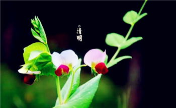 2024清明节三薪是4月4日还是4月5日1