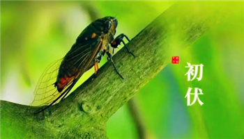 今年夏天入伏是几月几号20241