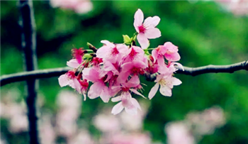2024年清明节去武汉还能看到樱花吗3