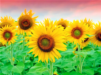 2024年用什么微信头像好运招财1