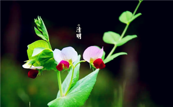 2024清明节哪天上坟最好2