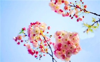 2024年清明节去武汉还能看到樱花吗1