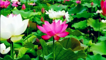 2024年北京5月份的温度大概是多少1