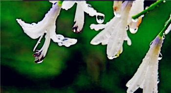 2024年深圳4月份下雨多吗3