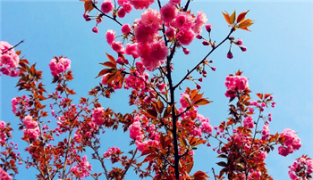 2024年武汉3月份温度大概是多少2