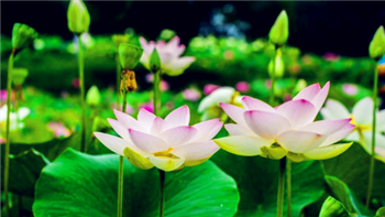 2024年是夏天更热还是全年都热3