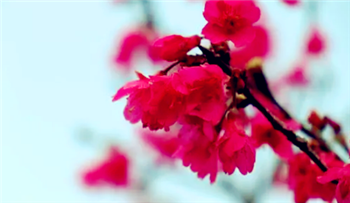 2024年4月中旬东京还能看到樱花吗1