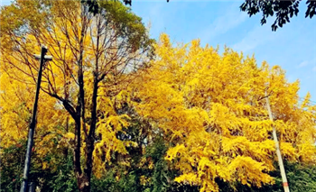 2024年成都几月份开始变热进入夏天1