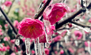冻雨什么意思 3