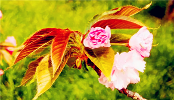 2024年4月中旬东京还能看到樱花吗3