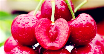 2024年大连五月初有樱桃采摘吗3