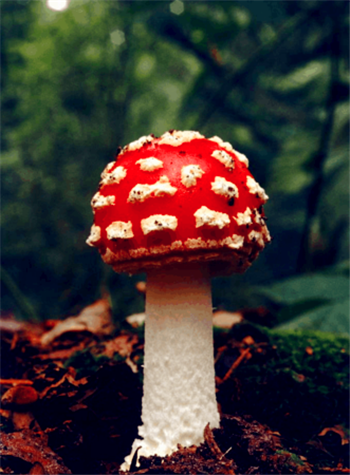 怎样辨别毒蘑菇?，怎样识别蘑菇是不是新鲜的？图2